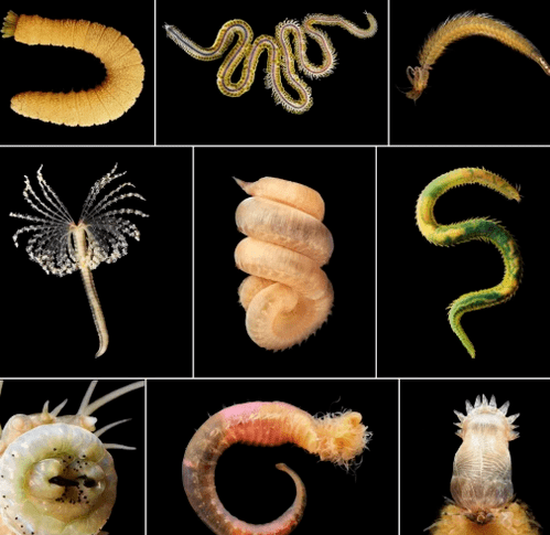 Types de Helminthen