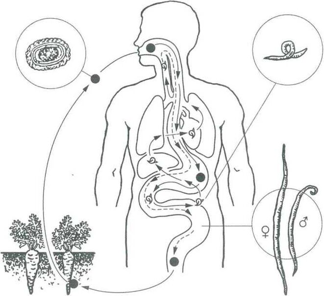 Les principales méthodes de pénétration de parasites dans le corps humain