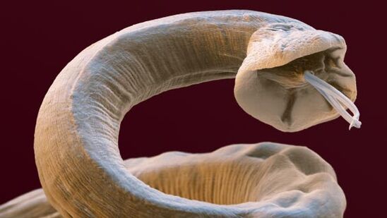 Parasites en une seule personne