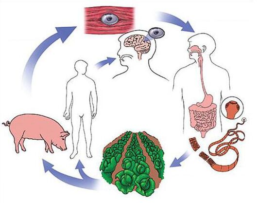 Méthodes de diagnostic des parasites