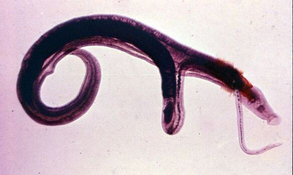 Les schistosomes font partie des parasites les plus courants et les plus dangereux